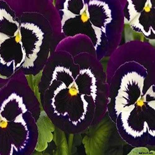 39 of the Best Violet Varieties