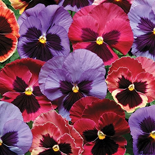 39 of the Best Violet Varieties