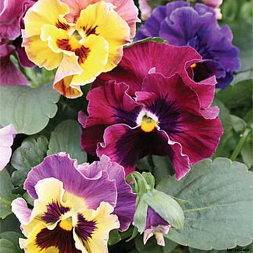 39 of the Best Violet Varieties
