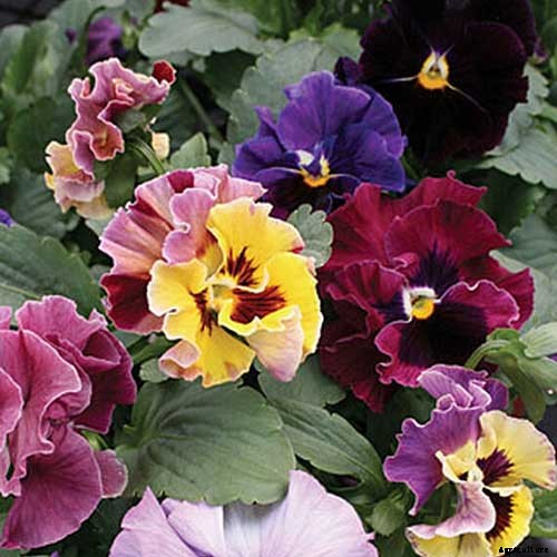 39 of the Best Violet Varieties