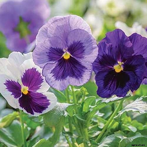 39 of the Best Violet Varieties