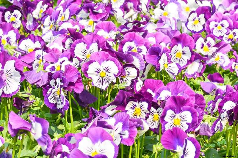 39 of the Best Violet Varieties