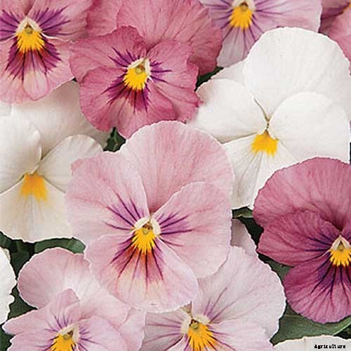 39 of the Best Violet Varieties