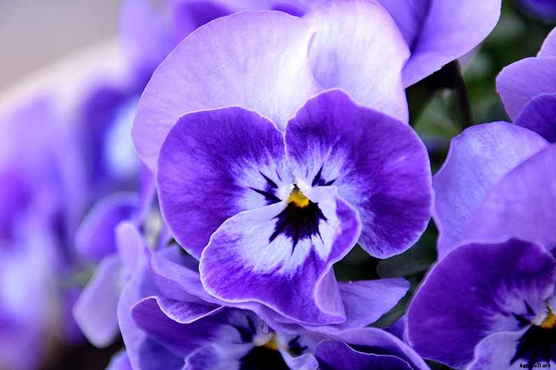 39 of the Best Violet Varieties