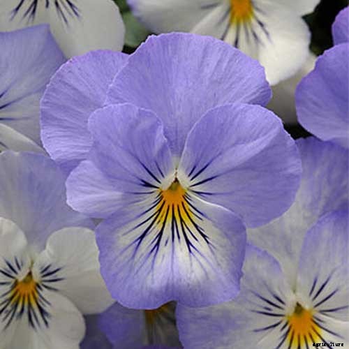 39 of the Best Violet Varieties
