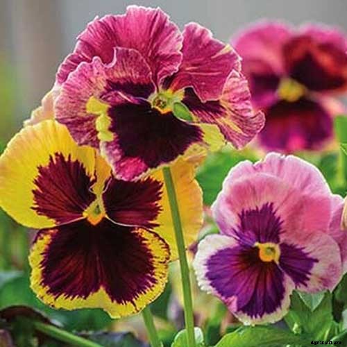 39 of the Best Violet Varieties