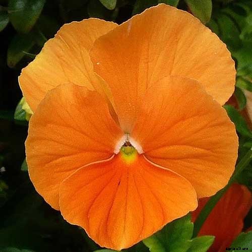 39 of the Best Violet Varieties