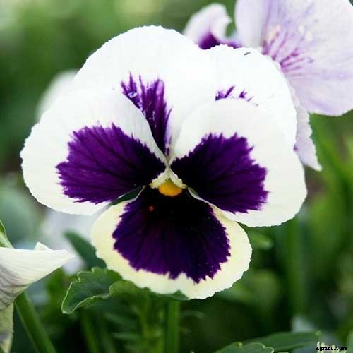 39 of the Best Violet Varieties
