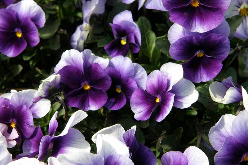 39 of the Best Violet Varieties