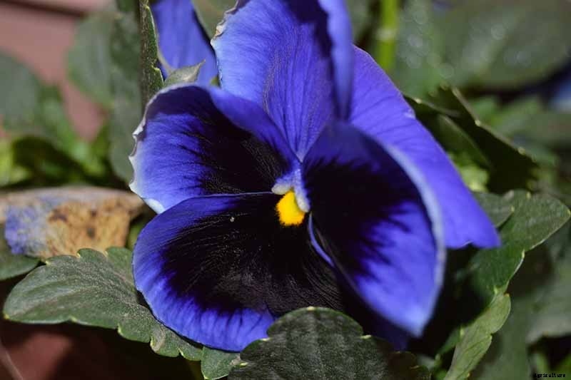 39 of the Best Violet Varieties