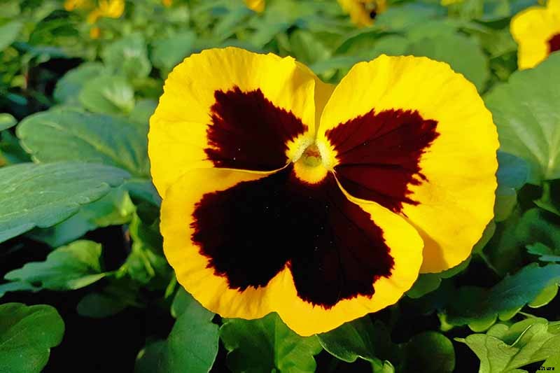 39 of the Best Violet Varieties