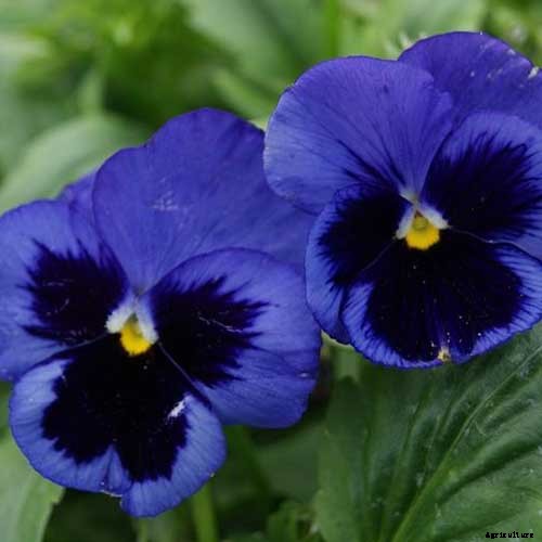 39 of the Best Violet Varieties