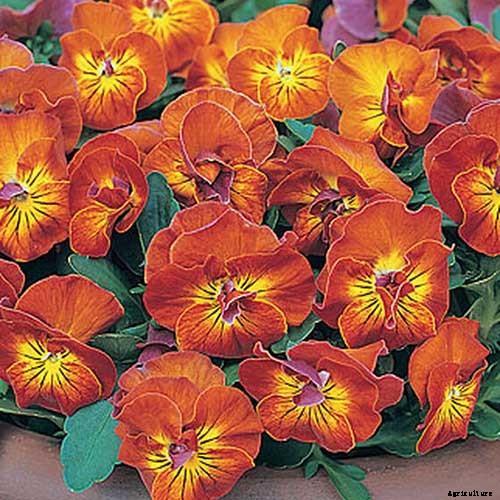 39 of the Best Violet Varieties