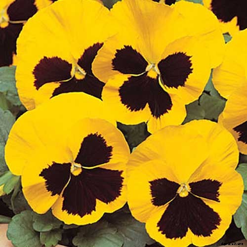 39 of the Best Violet Varieties