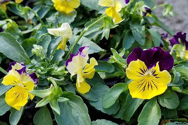 39 of the Best Violet Varieties
