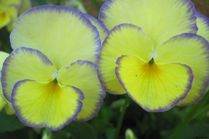 39 of the Best Violet Varieties