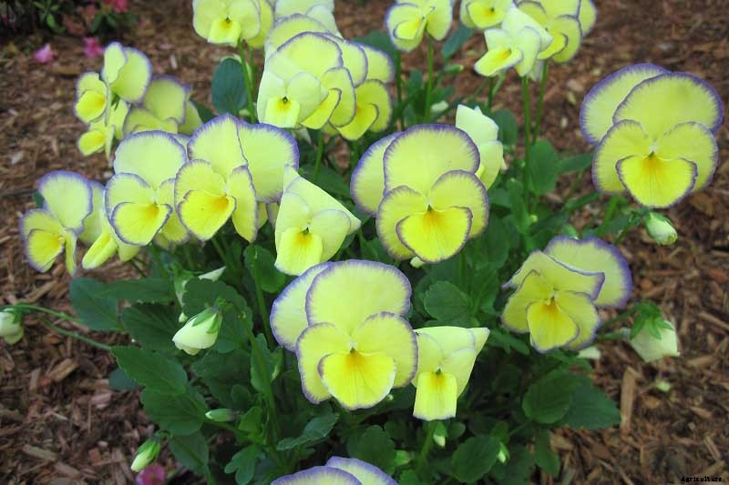 39 of the Best Violet Varieties