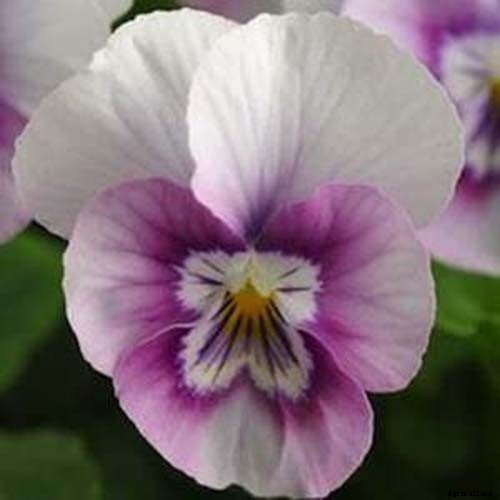 39 of the Best Violet Varieties