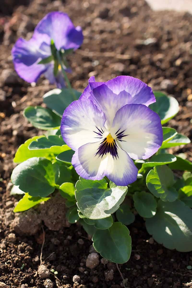 39 of the Best Violet Varieties