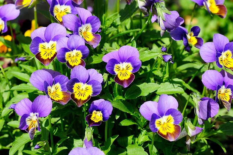 39 of the Best Violet Varieties