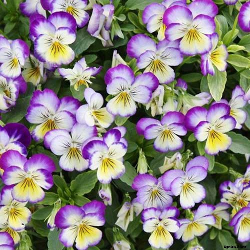 39 of the Best Violet Varieties