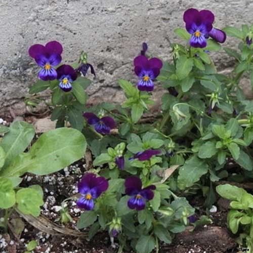 39 of the Best Violet Varieties