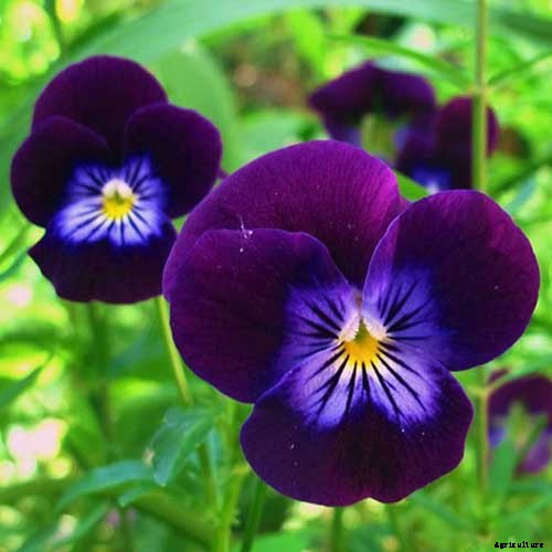 39 of the Best Violet Varieties