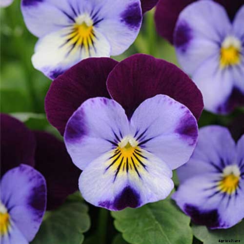 39 of the Best Violet Varieties