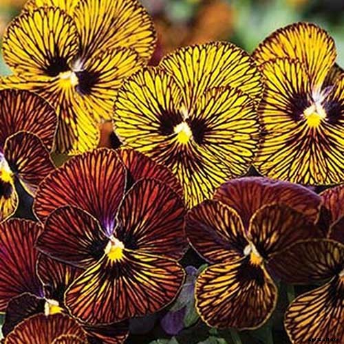 39 of the Best Violet Varieties