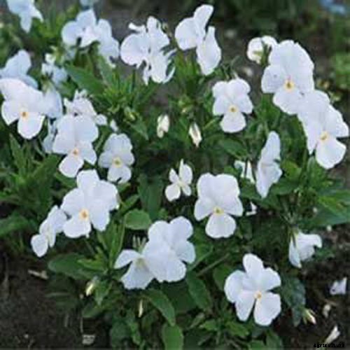 39 of the Best Violet Varieties