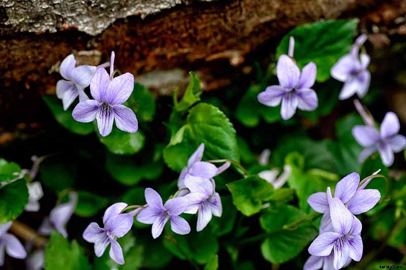 39 of the Best Violet Varieties