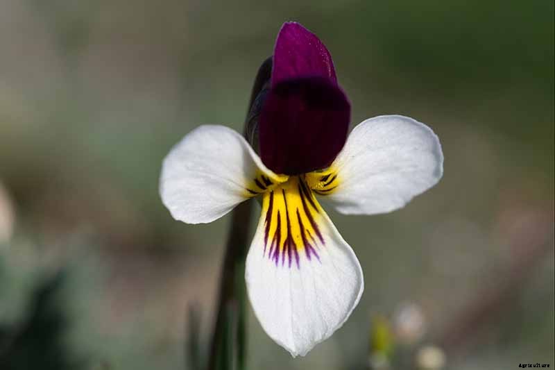 39 of the Best Violet Varieties