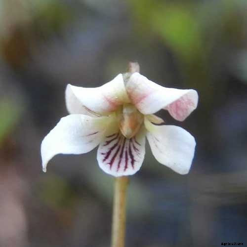 39 of the Best Violet Varieties
