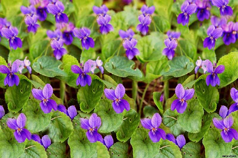 39 of the Best Violet Varieties