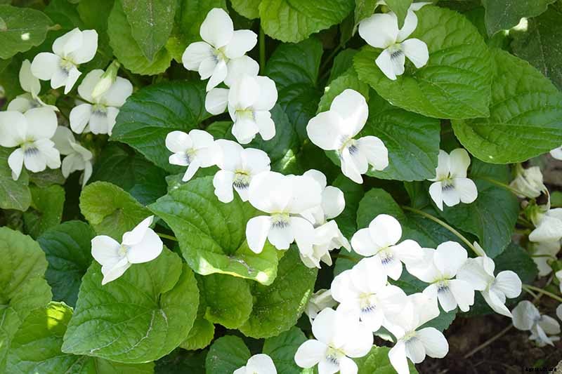 39 of the Best Violet Varieties