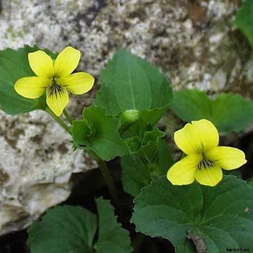 39 of the Best Violet Varieties