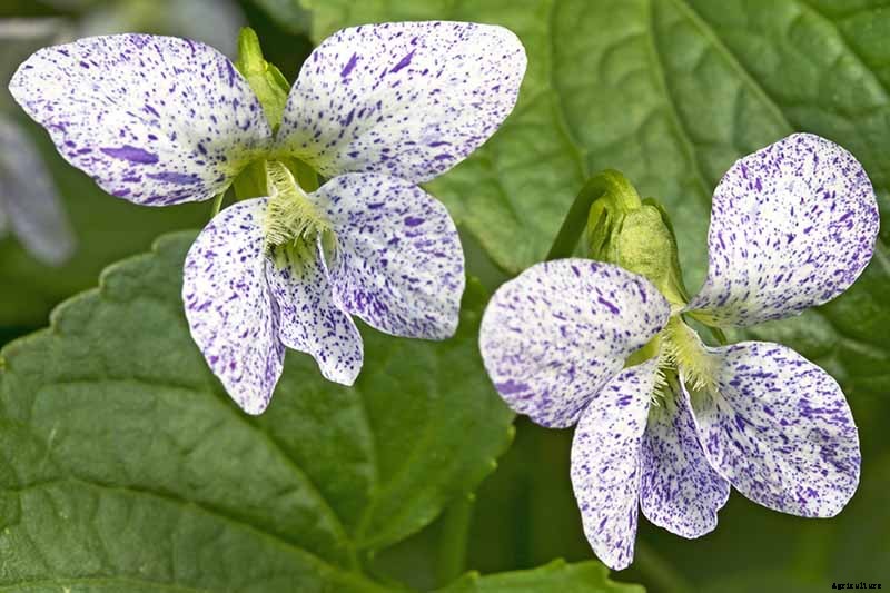 39 of the Best Violet Varieties