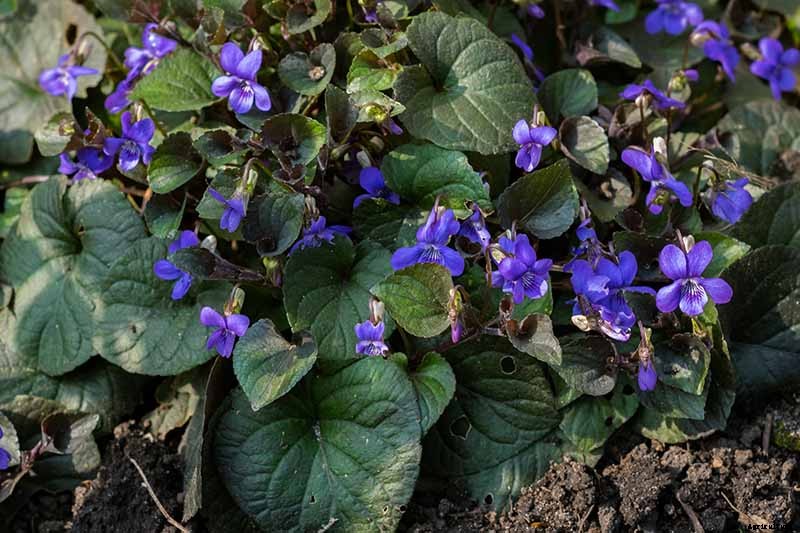 39 of the Best Violet Varieties