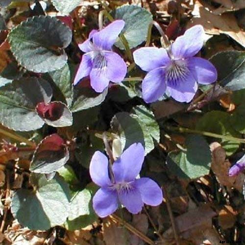 39 of the Best Violet Varieties