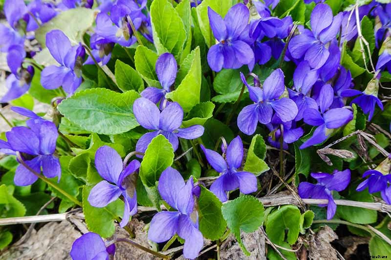 39 of the Best Violet Varieties