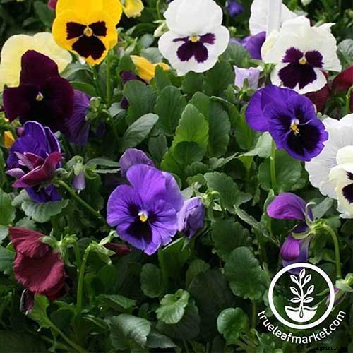 39 of the Best Violet Varieties