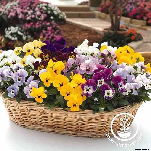 39 of the Best Violet Varieties