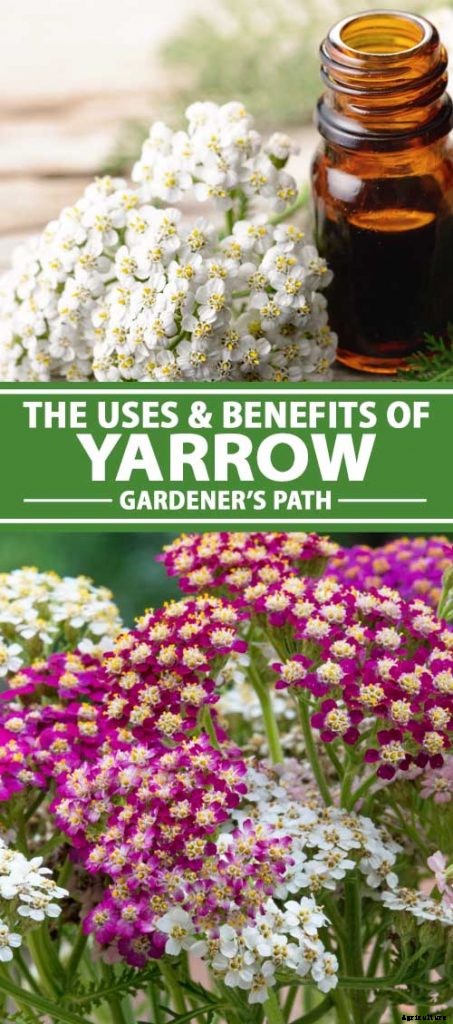 The Many Uses and Benefits of Yarrow: A Healing Herb