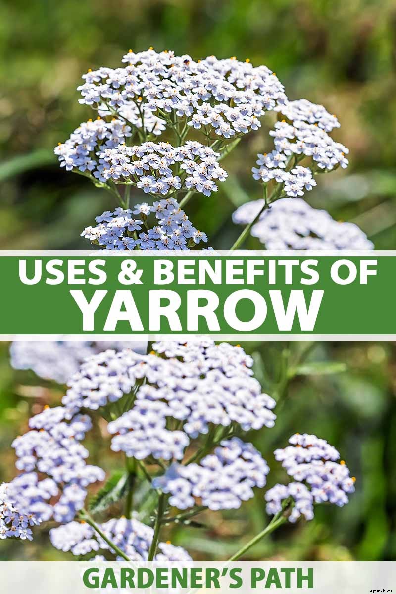 The Many Uses and Benefits of Yarrow: A Healing Herb