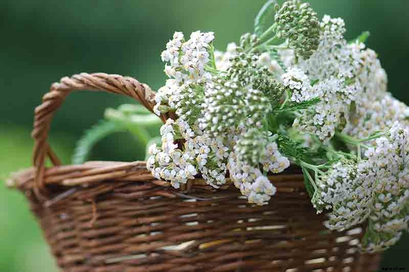 The Many Uses and Benefits of Yarrow: A Healing Herb