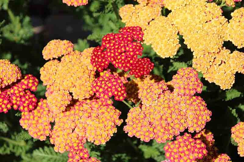 The Many Uses and Benefits of Yarrow: A Healing Herb
