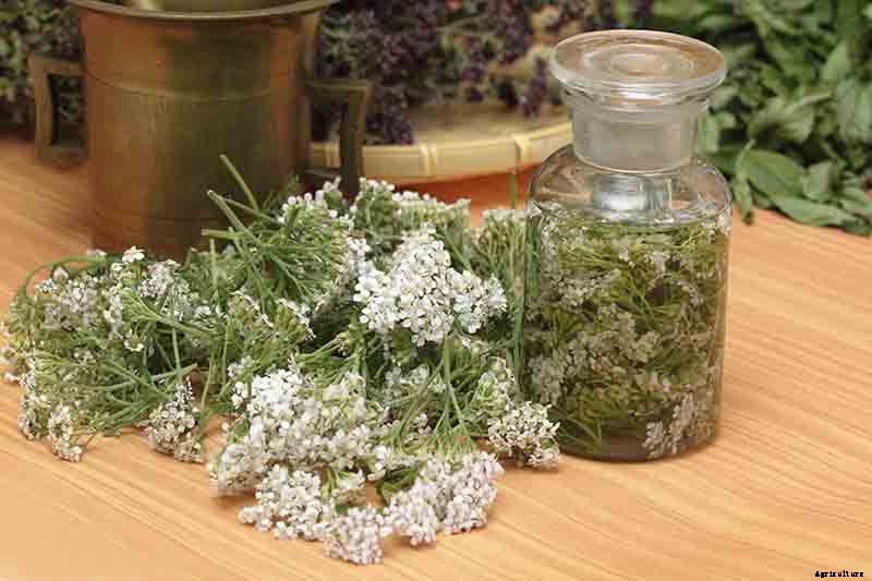 The Many Uses and Benefits of Yarrow: A Healing Herb