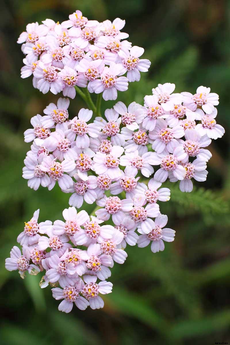The Many Uses and Benefits of Yarrow: A Healing Herb