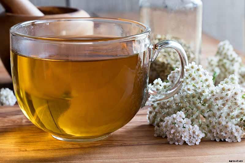 The Many Uses and Benefits of Yarrow: A Healing Herb