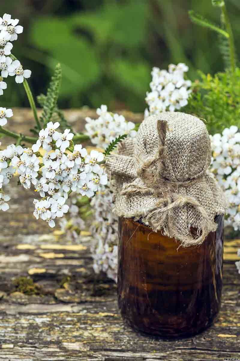 The Many Uses and Benefits of Yarrow: A Healing Herb